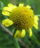 Tanacetum bipinnatum