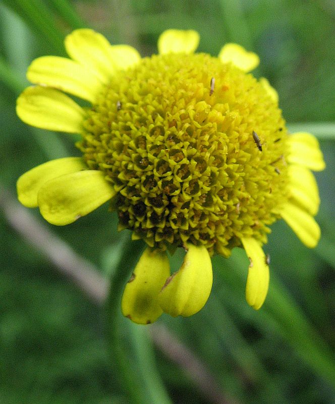 Изображение особи Tanacetum bipinnatum.