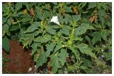 Datura stramonium. Цветущее растение. Республика Абхазия, г. Сухум, морской пляж. 18.08.2009.