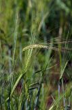 Hordeum distichon