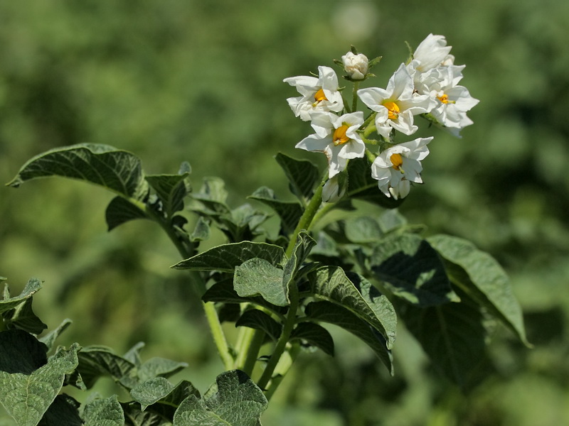 Изображение особи Solanum tuberosum.