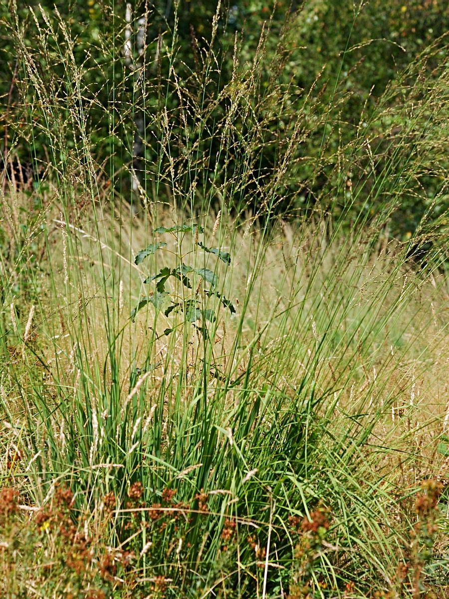 Image of Molinia caerulea specimen.