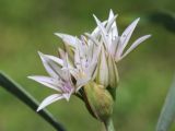 Allium crenulatum