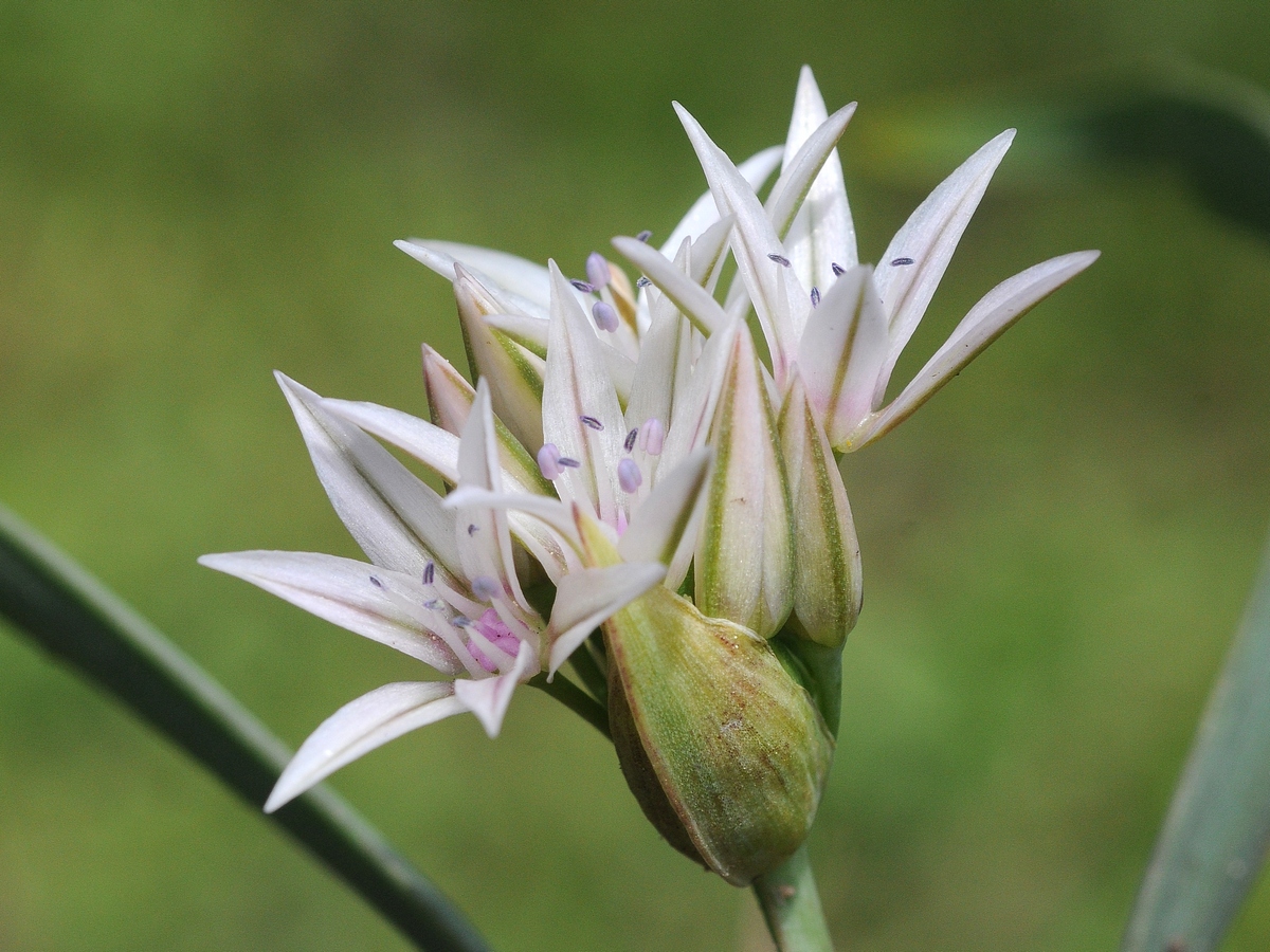 Изображение особи Allium crenulatum.