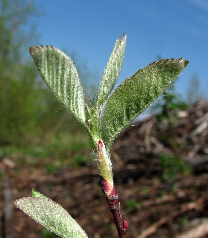 Image of Amelanchier spicata specimen.