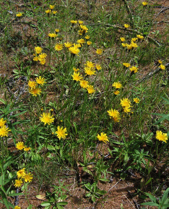 Изображение особи Crepis chrysantha.