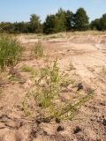 Atriplex littoralis