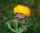 Grossheimia macrocephala. Соцветие (вид сбоку). Московская обл., Раменский р-н, окр. дер. Хрипань, садовый участок. 13.07.2015.