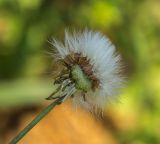 Sonchus oleraceus