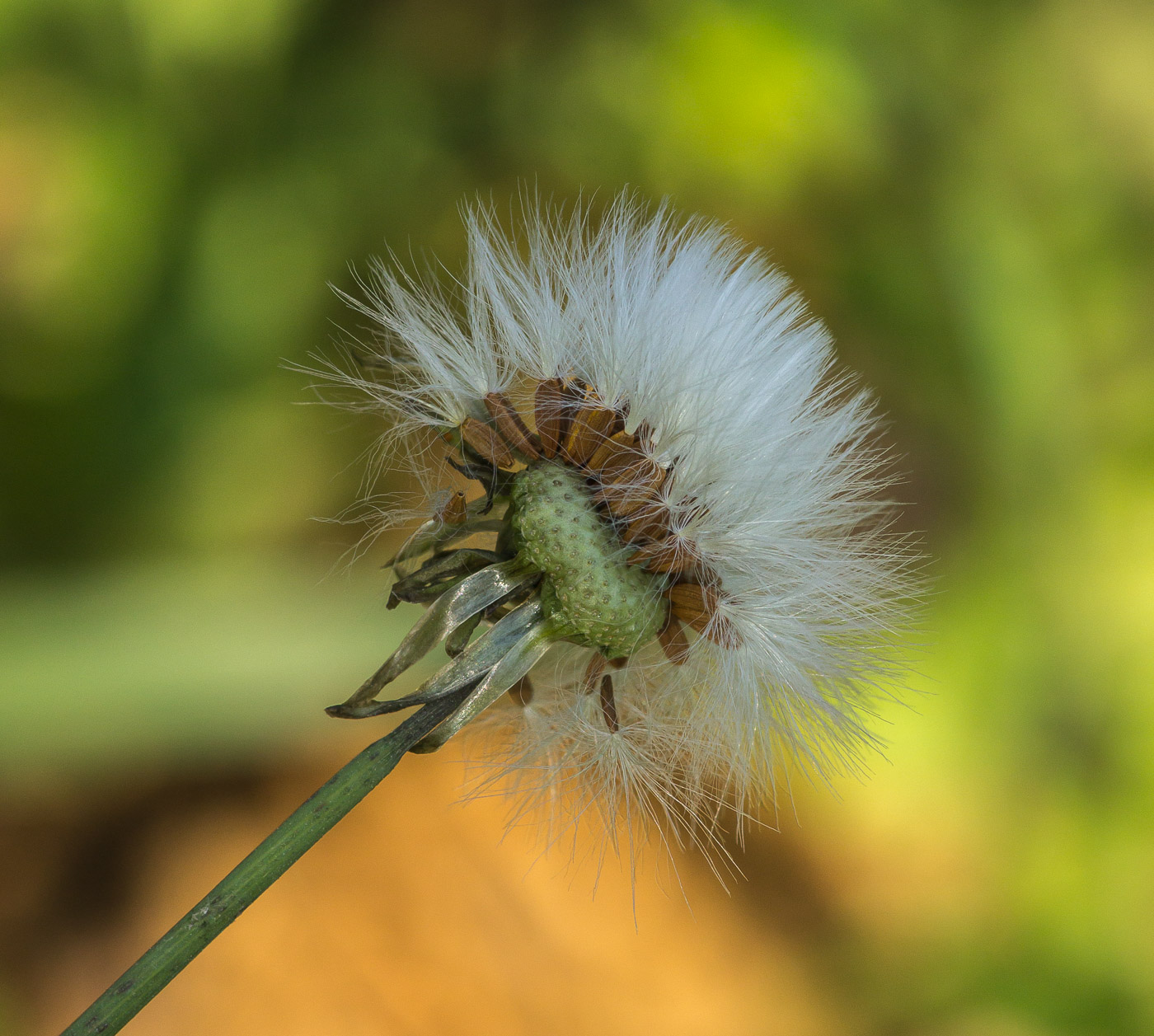 Изображение особи Sonchus oleraceus.