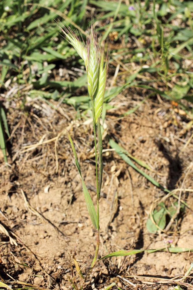 Изображение особи Bromus danthoniae.