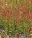 Rumex acetosella