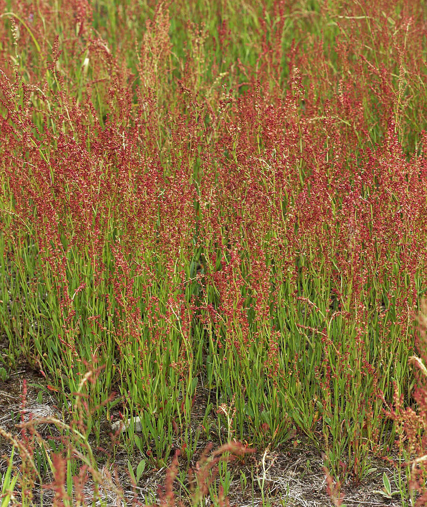 Изображение особи Rumex acetosella.