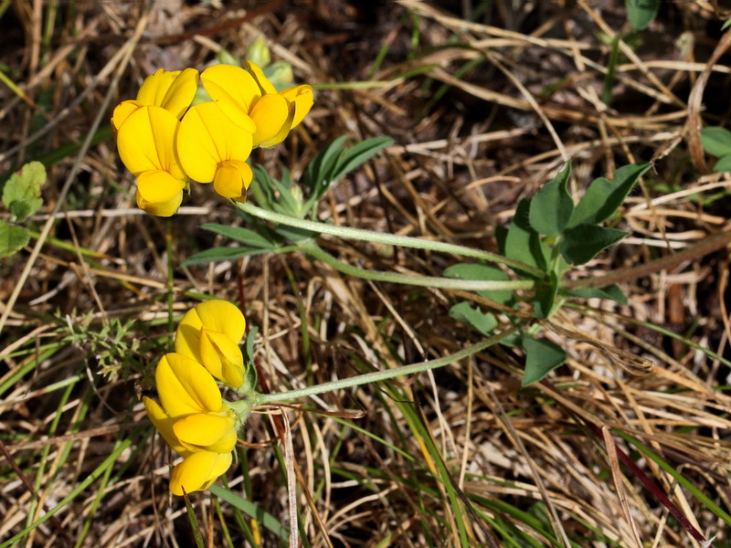 Image of Lotus corniculatus specimen.