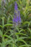 Veronica longifolia