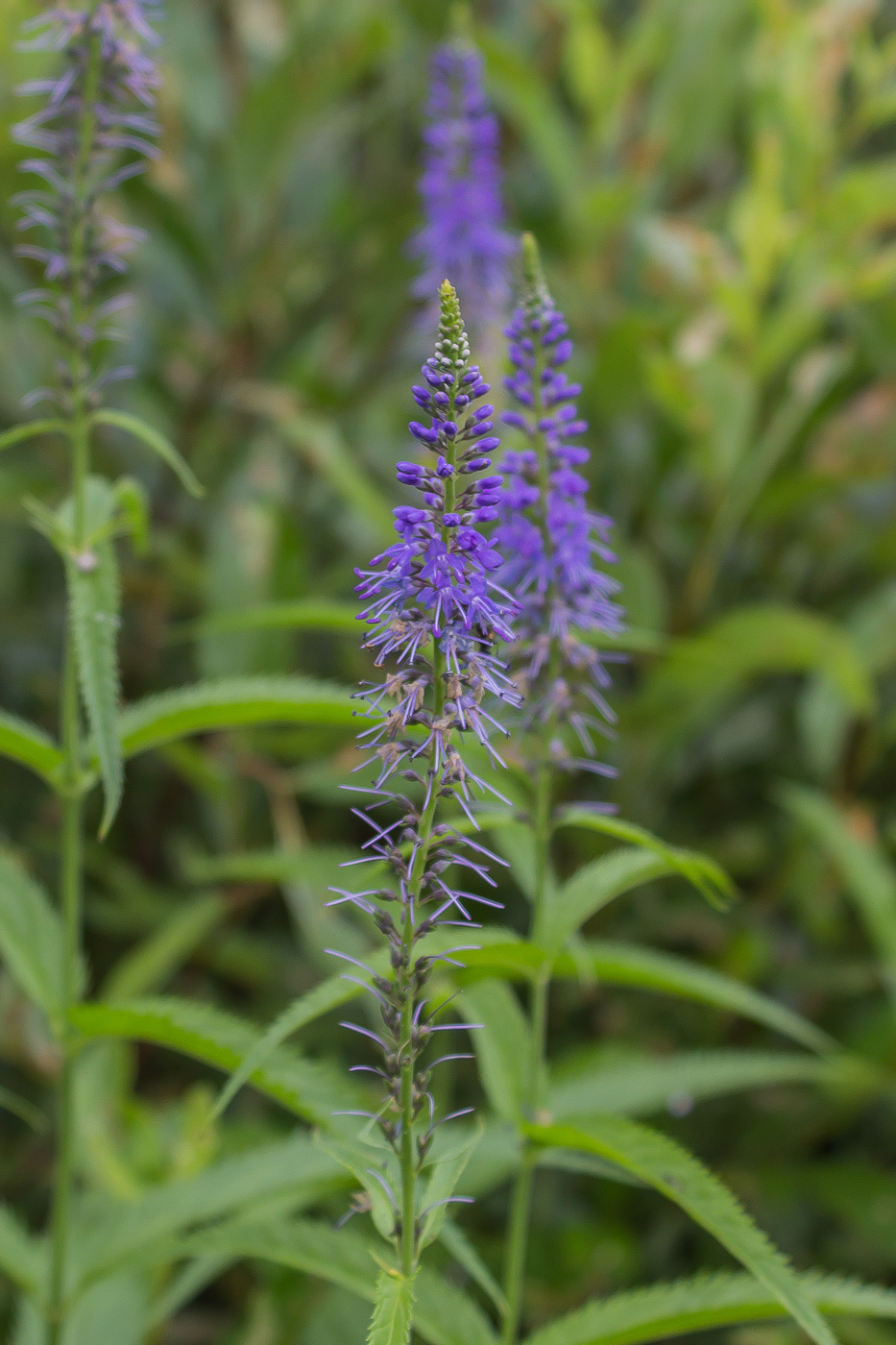 Изображение особи Veronica longifolia.