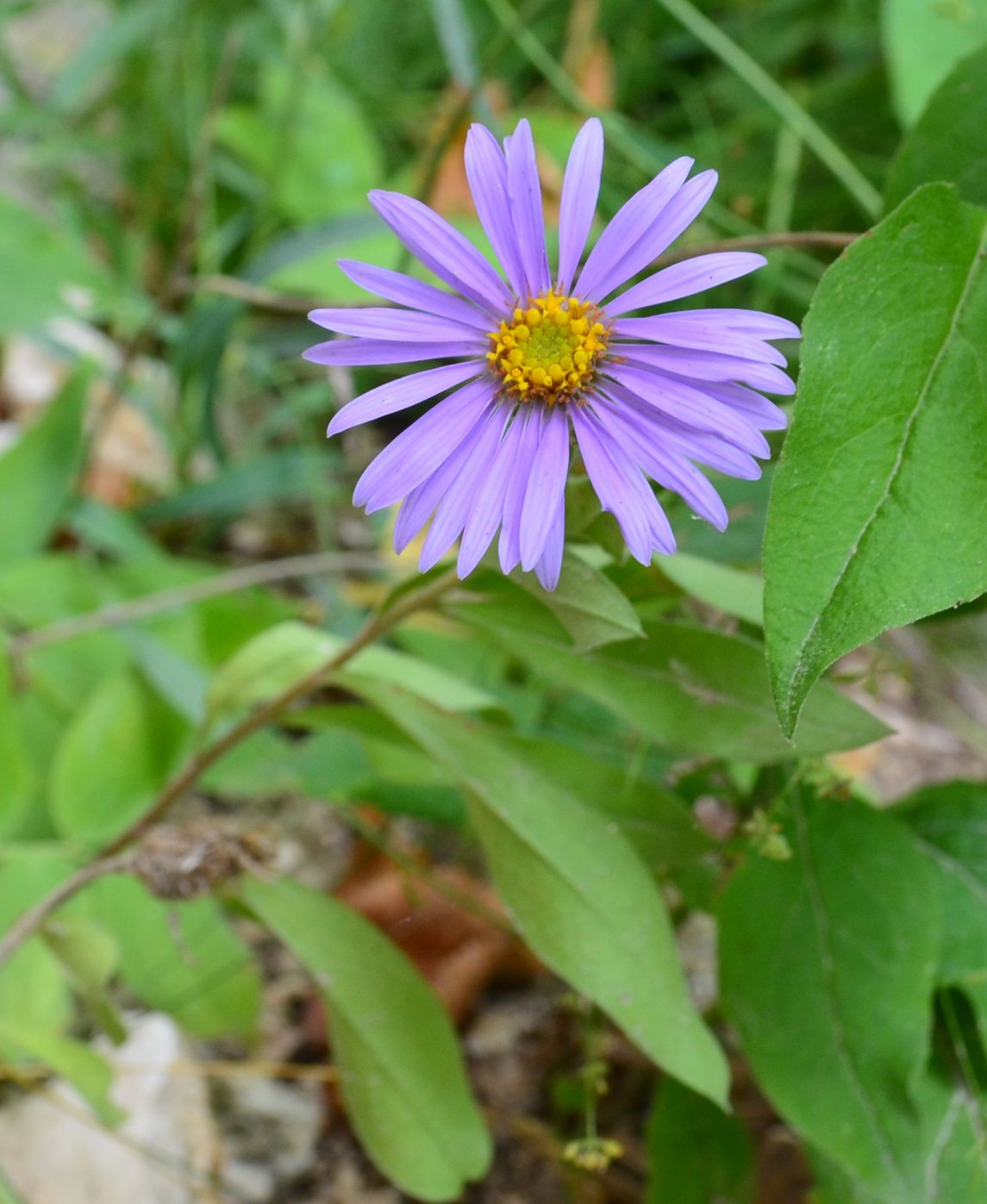 Изображение особи род Aster.