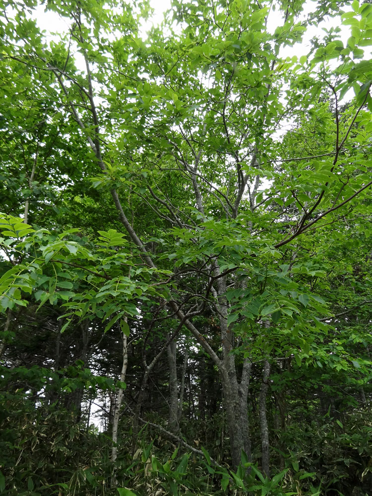 Image of Fraxinus mandshurica specimen.