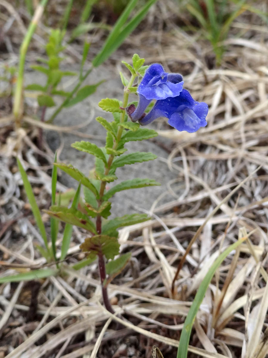 Изображение особи Scutellaria strigillosa.