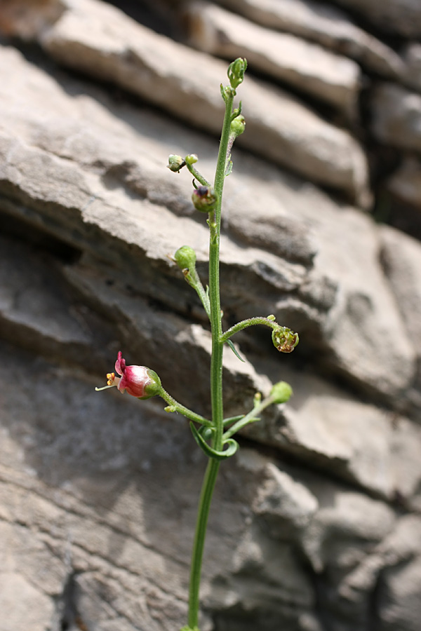 Изображение особи Scrophularia kiriloviana.