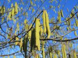 Corylus avellana