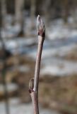 Sorbus aucuparia
