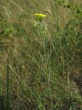 Erysimum canescens