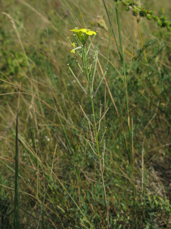 Image of Erysimum canescens specimen.