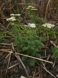 Achillea nobilis