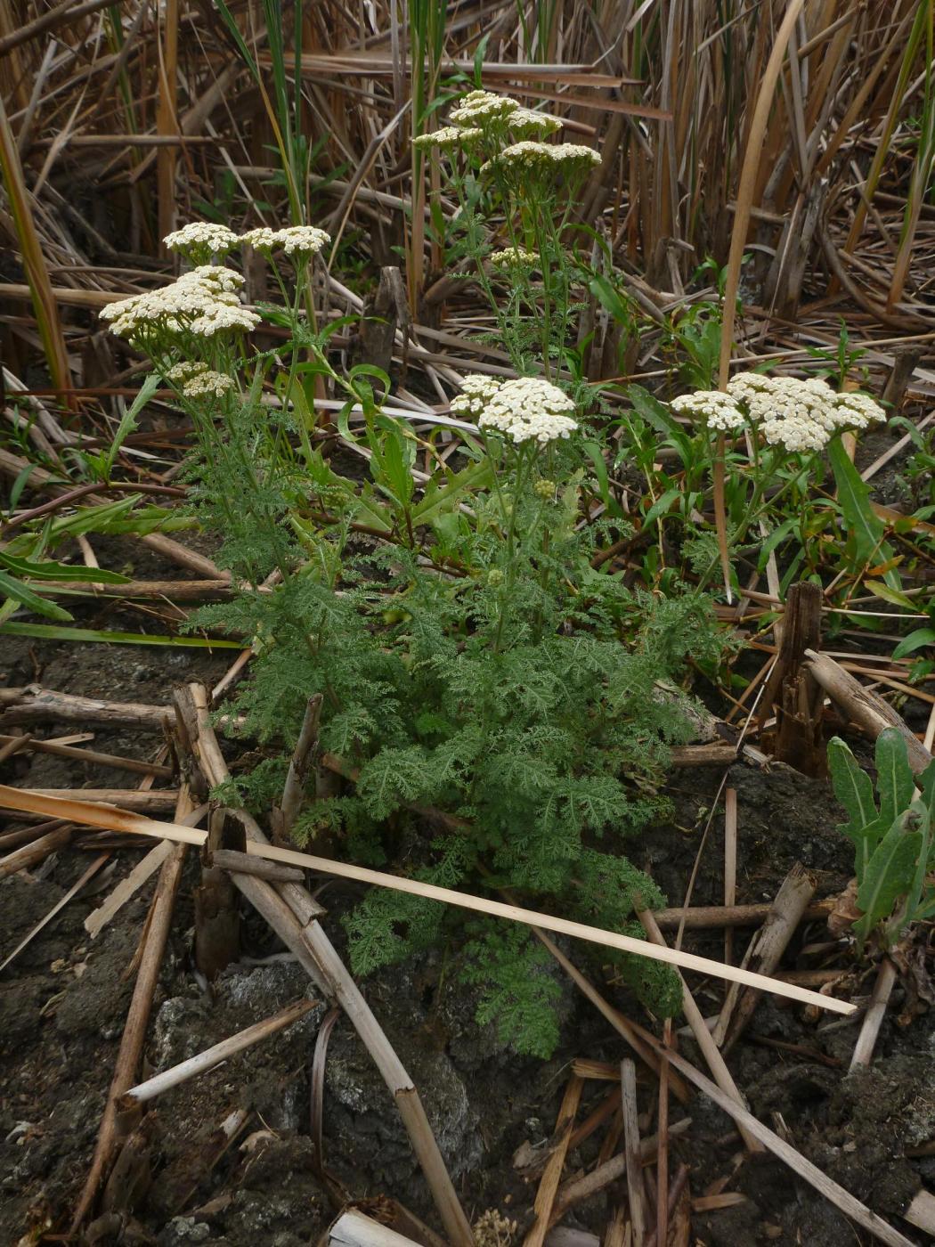 Изображение особи Achillea nobilis.