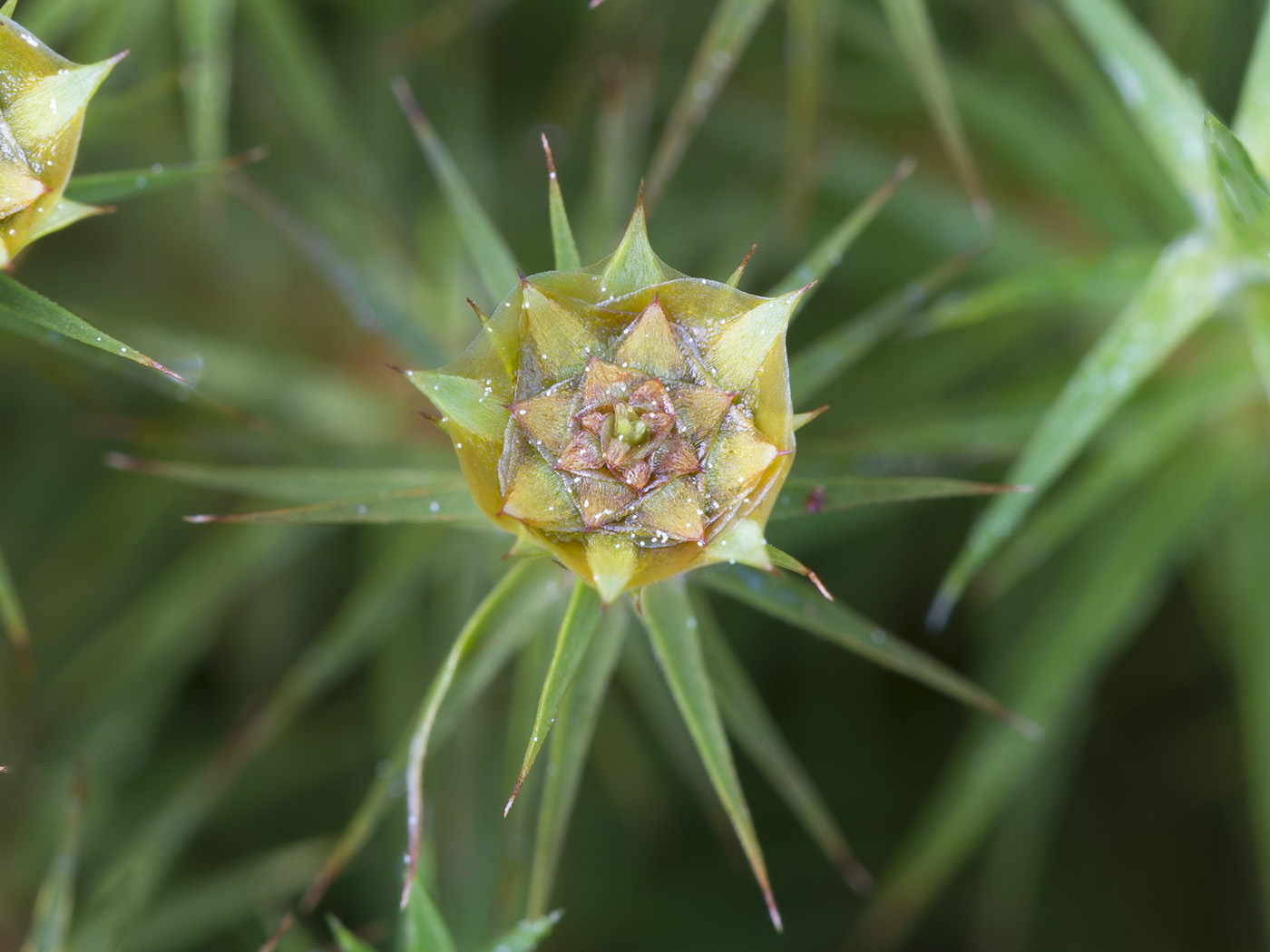 Изображение особи Polytrichum commune.