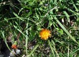 Taraxacum porphyranthum