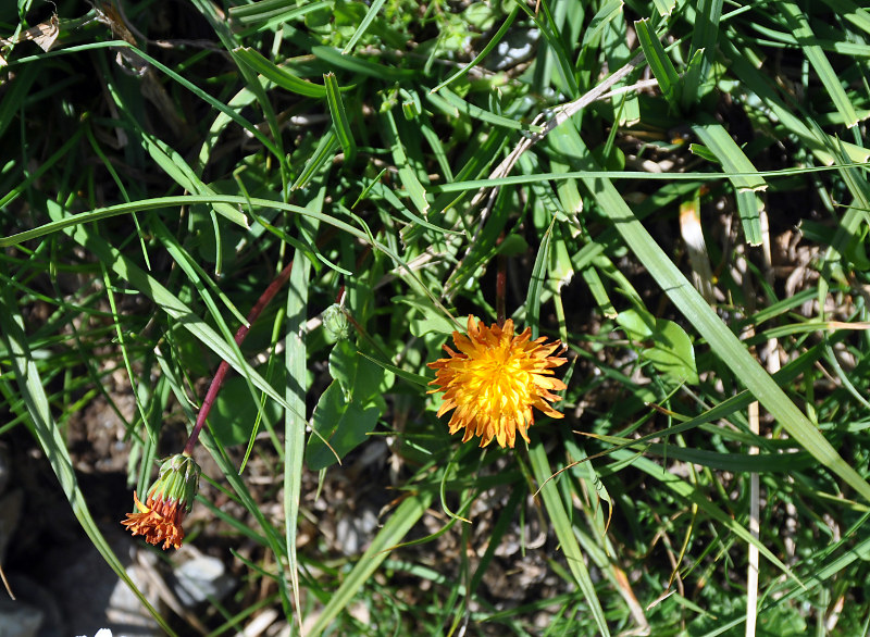 Изображение особи Taraxacum porphyranthum.