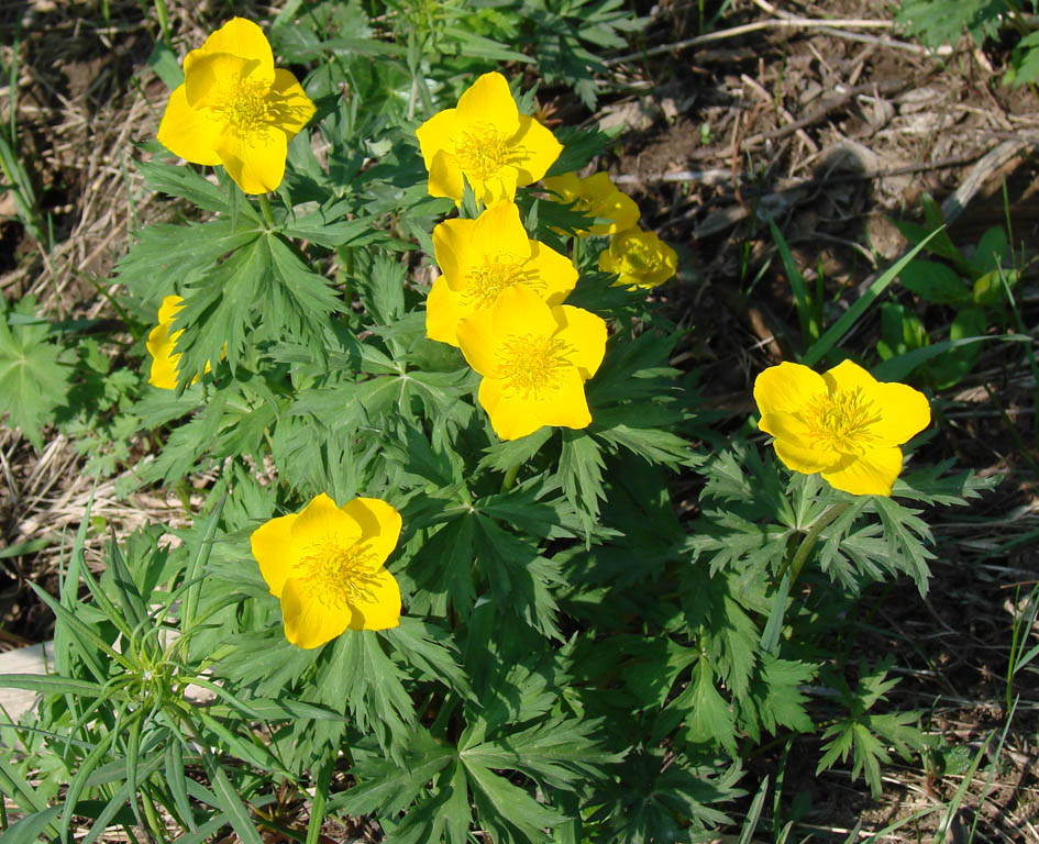 Image of Trollius sibiricus specimen.