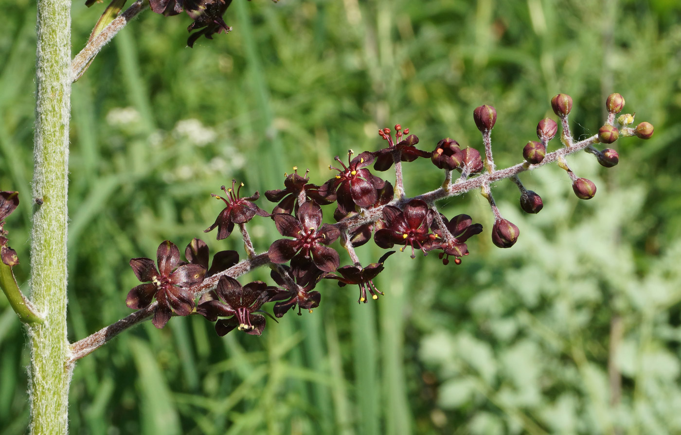 Изображение особи Veratrum nigrum.