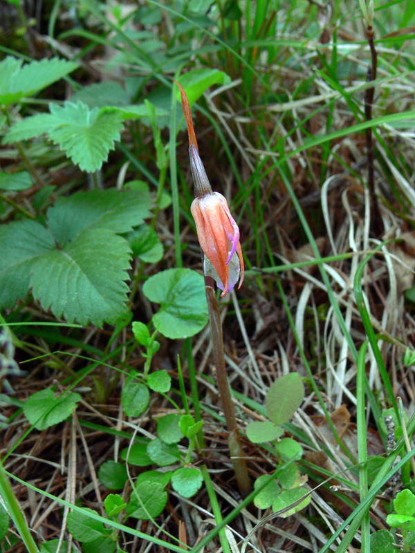 Изображение особи Calypso bulbosa.