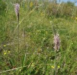 Plantago urvillei