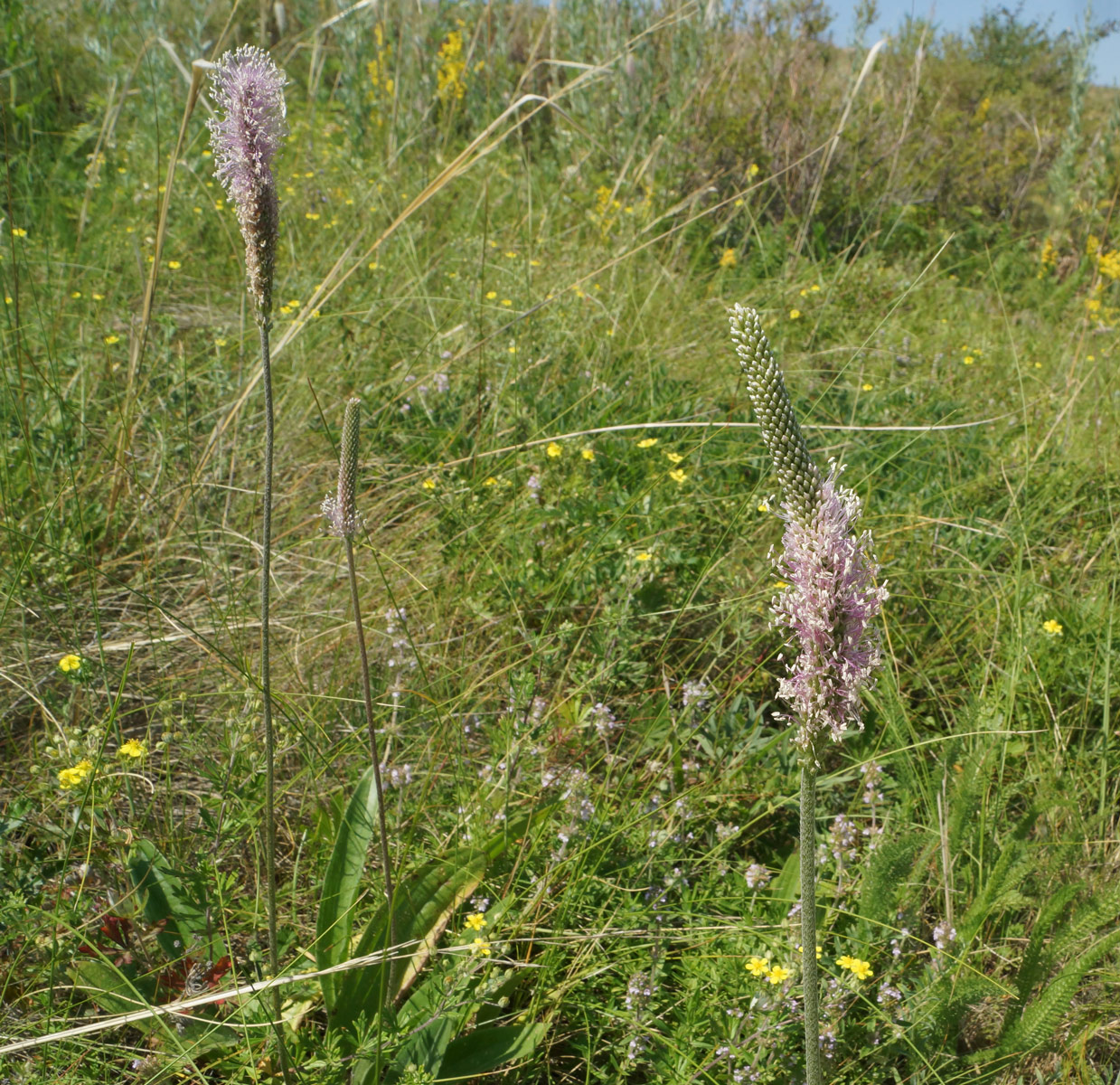 Изображение особи Plantago urvillei.