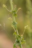 Aconitum orientale