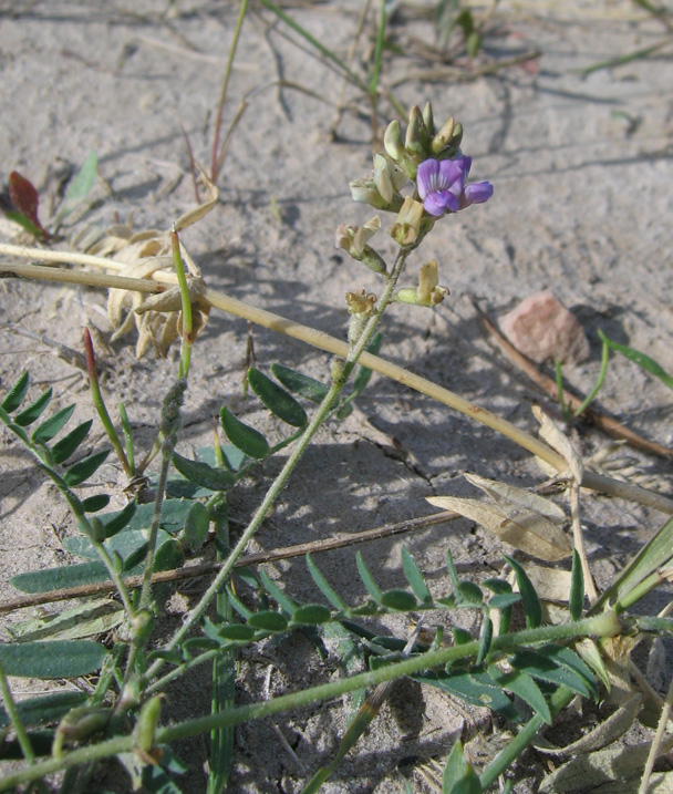 Изображение особи Oxytropis glabra.