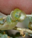 Salsola vermiculata