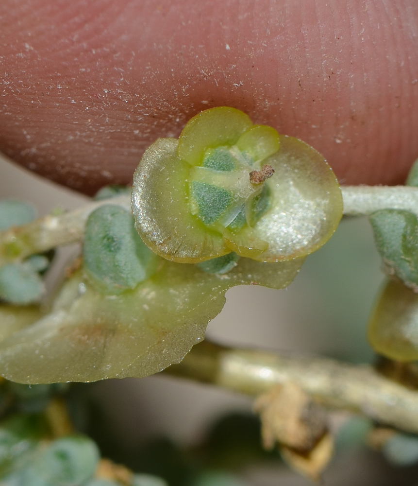 Изображение особи Salsola vermiculata.