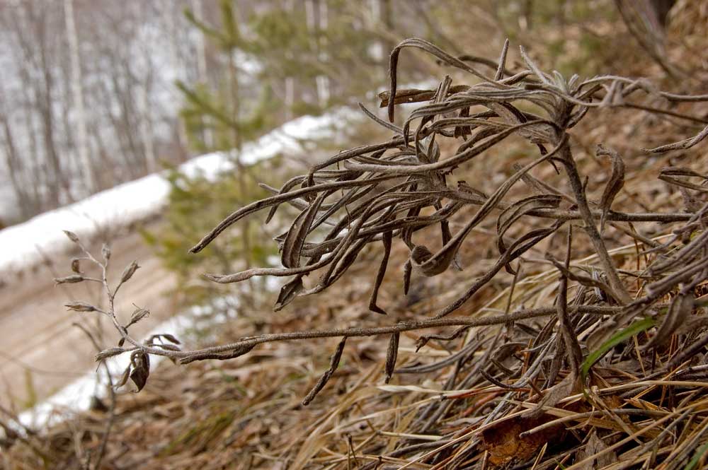 Изображение особи Onosma volgensis.