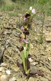 Ophrys oestrifera. Цветущее растение. Крым, окр. Балаклавы, редколесье из сосны пицундской и можжевельника высокого. 30 апреля 2016 г.