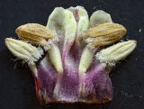 Lathraea squamaria