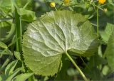 Ranunculus cassubicus
