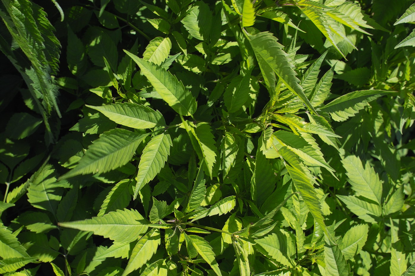 Image of Bidens frondosa specimen.