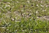 Ophrys mammosa