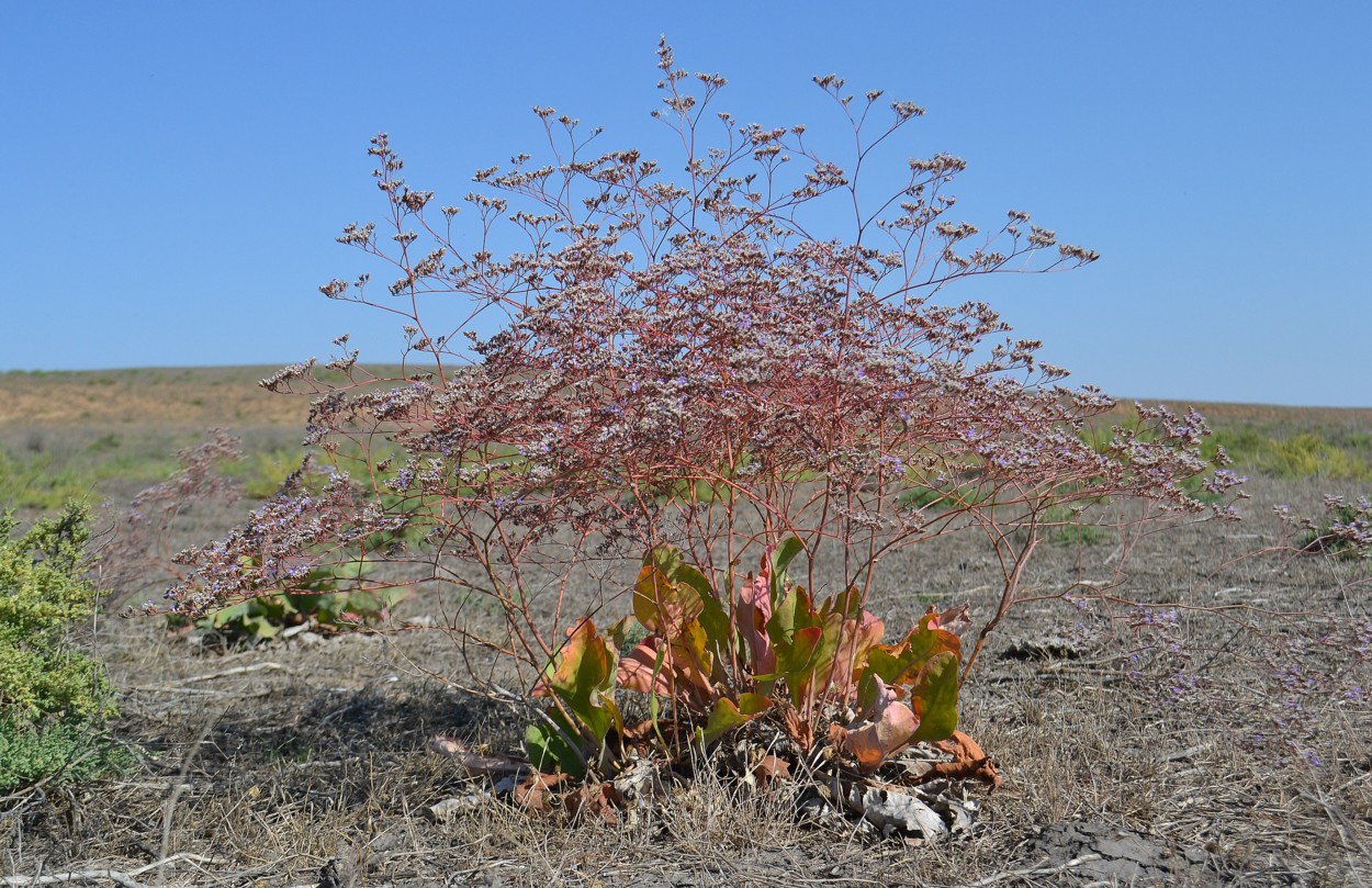 Image of Limonium scoparium specimen.