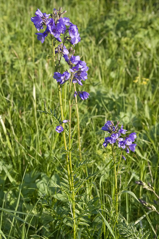 Изображение особи Polemonium caeruleum.